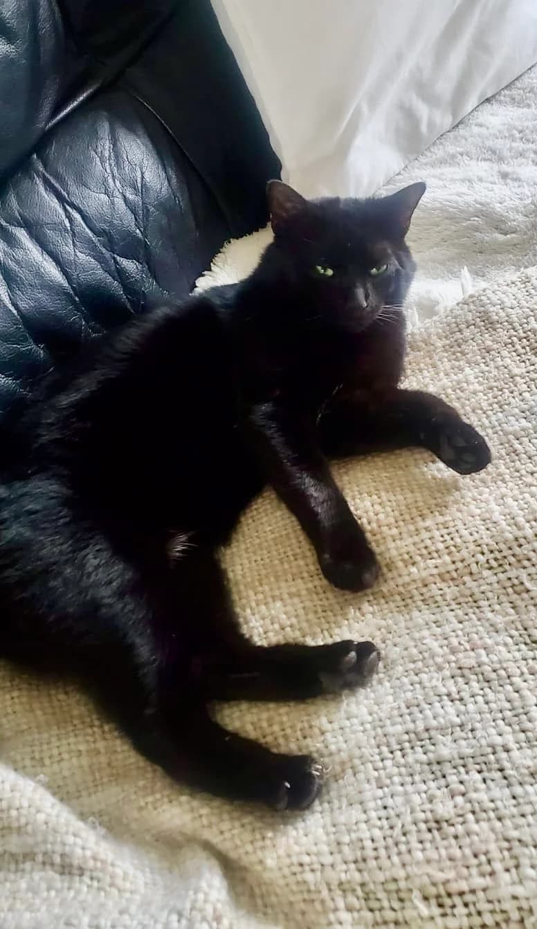 Charmanter, male Mixed Breed for adoption at Dortmunder Katzenschutz e.V., Dortmund