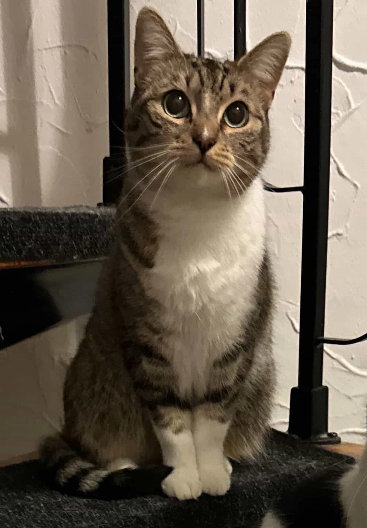 Privatvermittlung – Katze Fenrir, female Mixed Breed for adoption at Dortmunder Katzenschutz e.V., Dortmund