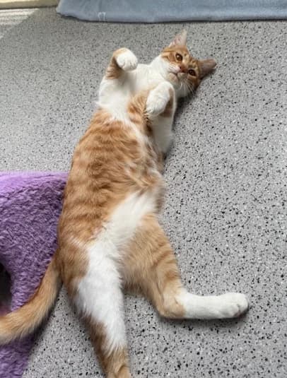 Privatvermittlung, male 5yo Mixed Breed for adoption at Dortmunder Katzenschutz e.V., Dortmund