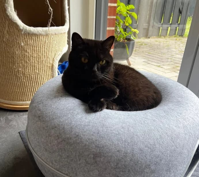 Privatvermittlung –, male Mixed Breed for adoption at Dortmunder Katzenschutz e.V., Dortmund