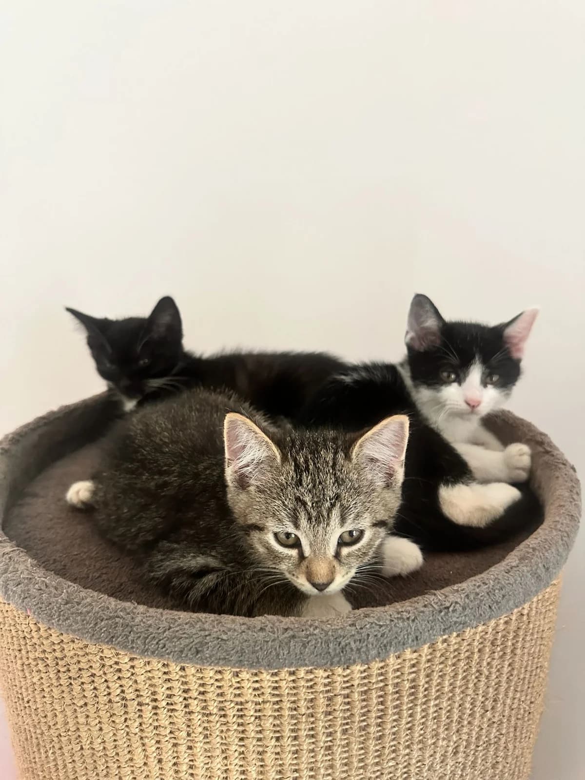 Verschmuste Katzenfamilie sucht eigene Menschen, female young Mixed Breed for adoption at Dortmunder Katzenschutz e.V., Dortmund