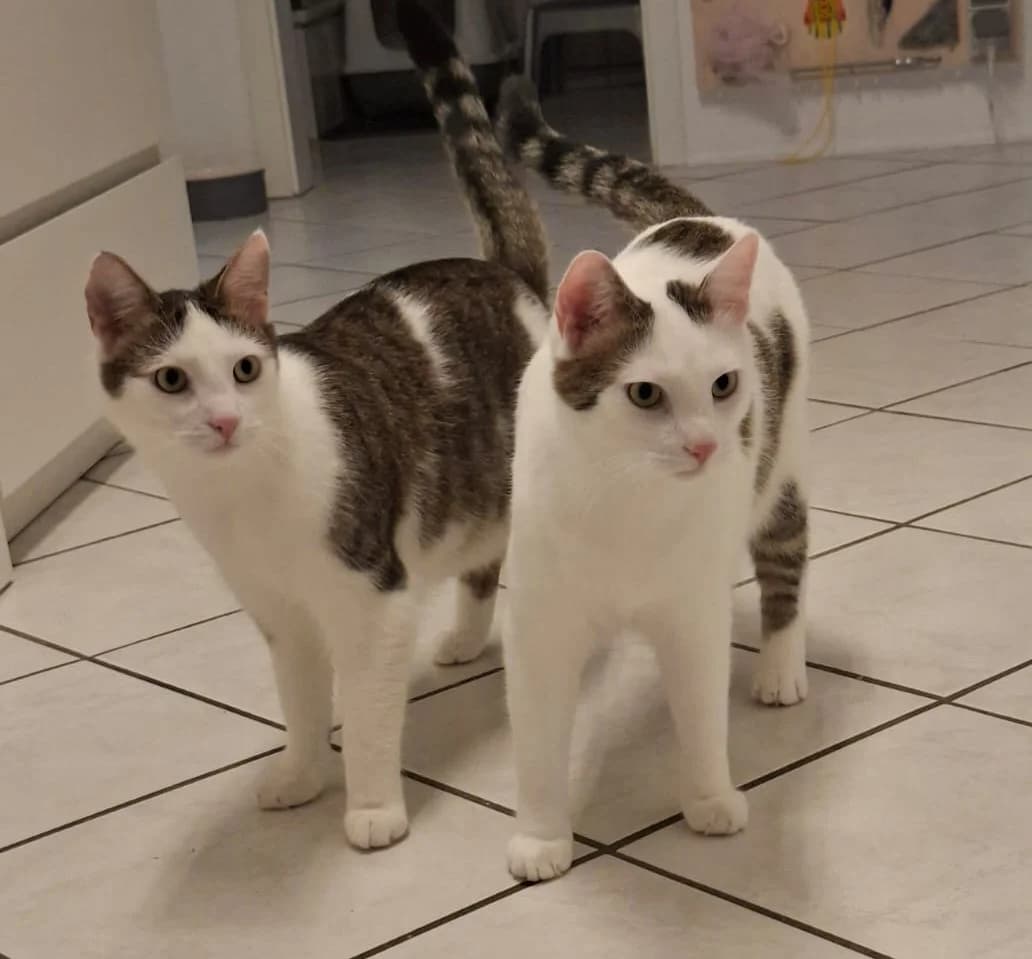 Minnos und Chase suchen ein Zuhause mit Freigang, male young Mixed Breed for adoption at Dortmunder Katzenschutz e.V., Dortmund