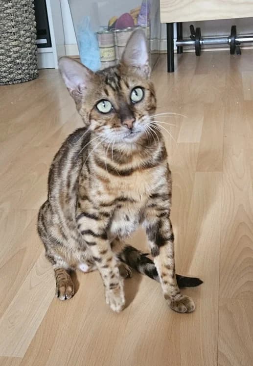 5jährige, female 5yo Mixed Breed for adoption at Dortmunder Katzenschutz e.V., Dortmund