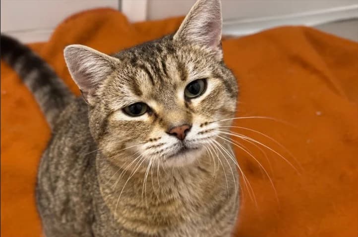Eine besondere Katze sucht ihr Zuhause, weiß female senior Mixed Breed for adoption at Dortmunder Katzenschutz e.V., Dortmund
