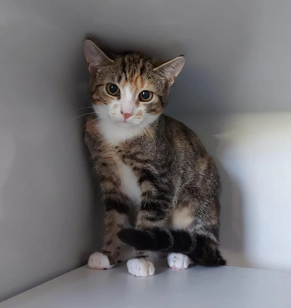 NOOMI, female young mixed breed for adoption at Katzenschutzbund, Brüggen-Bracht