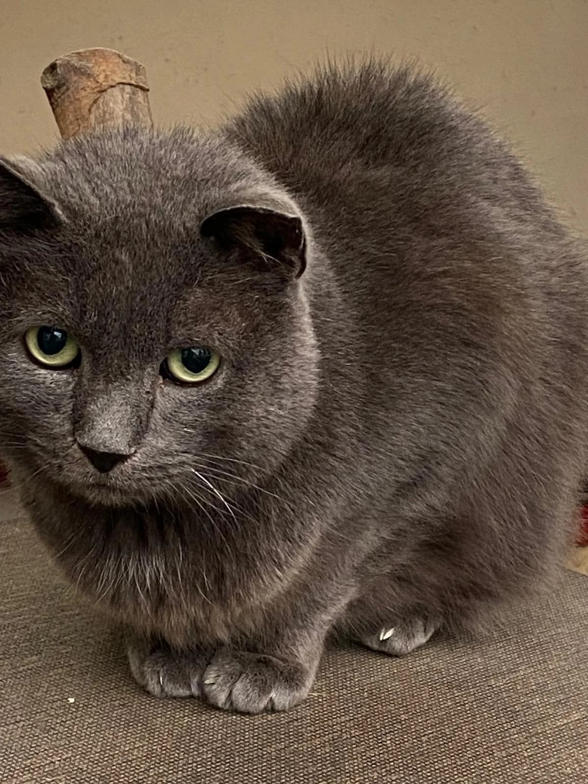 HERR WAGNER, male senior British Shorthair for adoption at Katzenschutzbund, Brüggen-Bracht