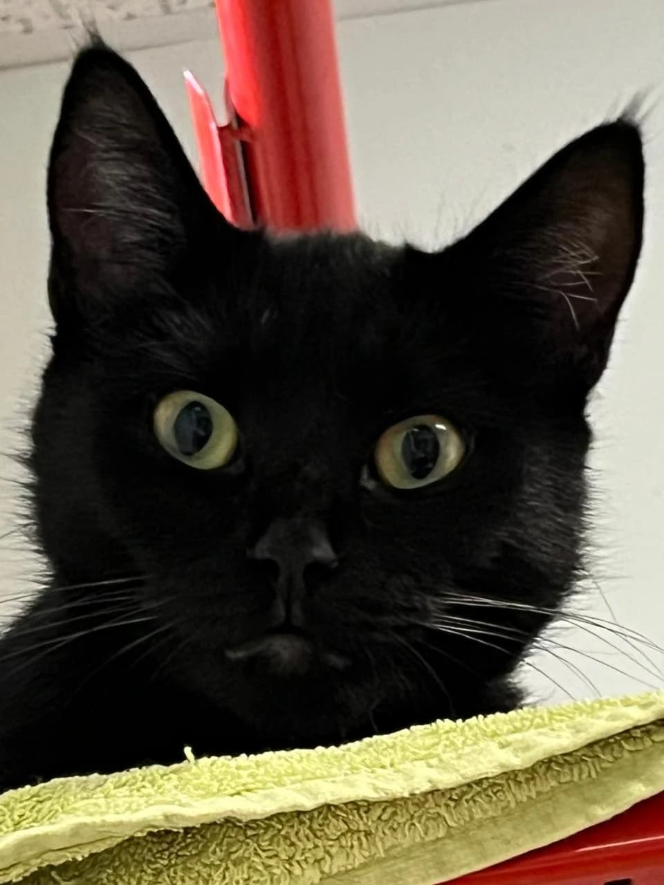 ZITA, female 3yo mixed breed for adoption at Katzenschutzbund, Brüggen-Bracht