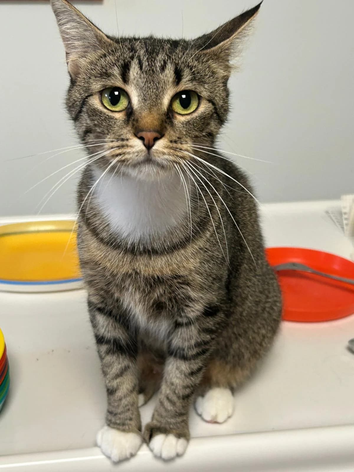 NAILA, female 3yo mixed breed for adoption at Katzenschutzbund, Brüggen-Bracht