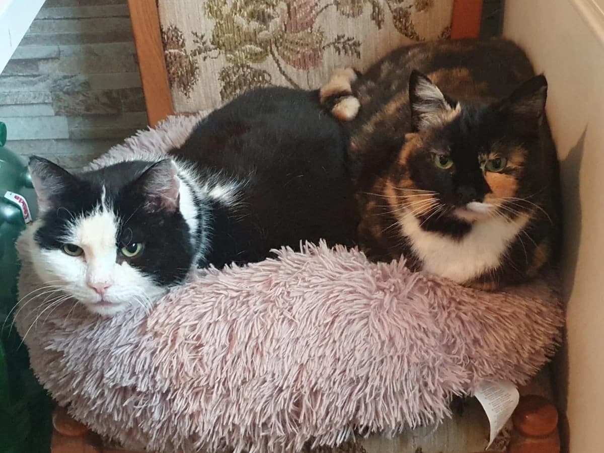 2 wie Pech und Schwefel, female senior mixed breed for adoption at Katzenschutzbund, Brüggen-Bracht