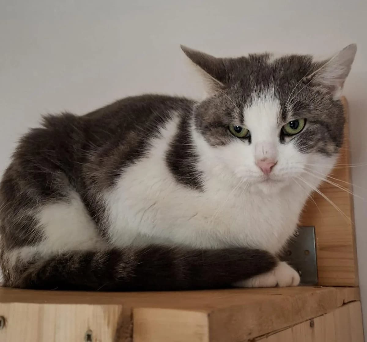 LENNOX, male young mixed breed for adoption at Katzenschutzbund, Brüggen-Bracht