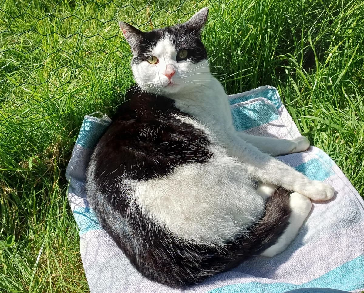 FLORIAN, male 4yo mixed breed for adoption at Katzenschutzbund, Brüggen-Bracht