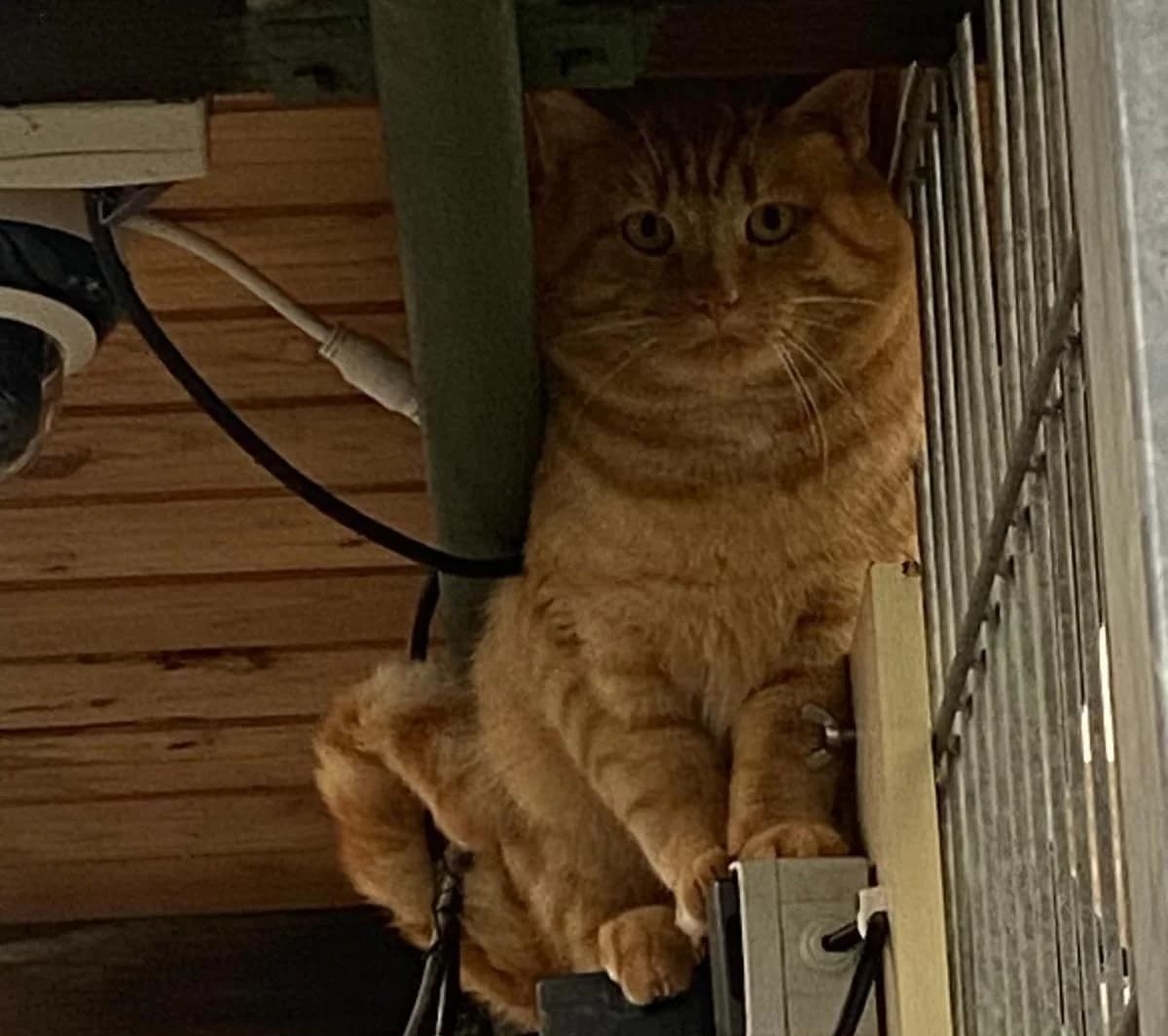 REDFORD, male 3yo mixed breed for adoption at Katzenschutzbund, Brüggen-Bracht