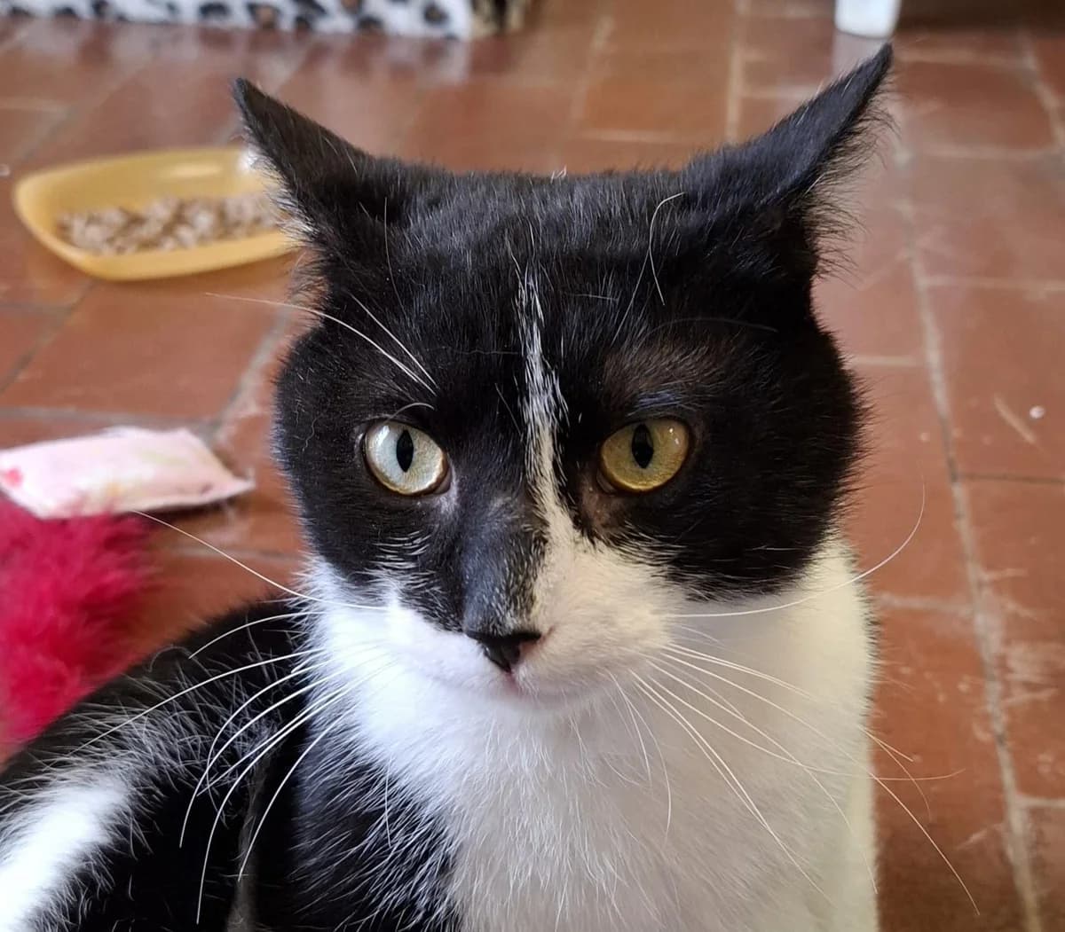 PINKY, male 5yo mixed breed for adoption at Katzenschutzbund, Brüggen-Bracht