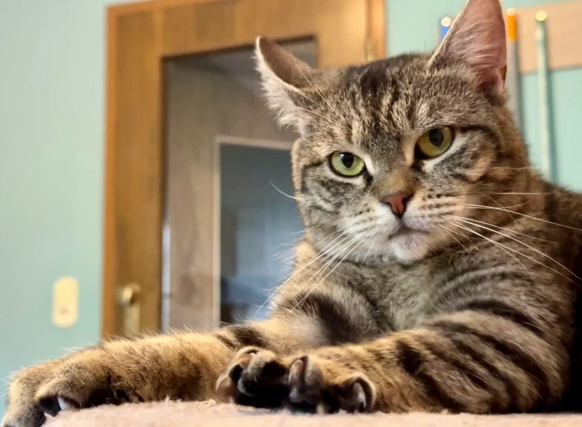 TILDA,  (Katzenschutzbund)