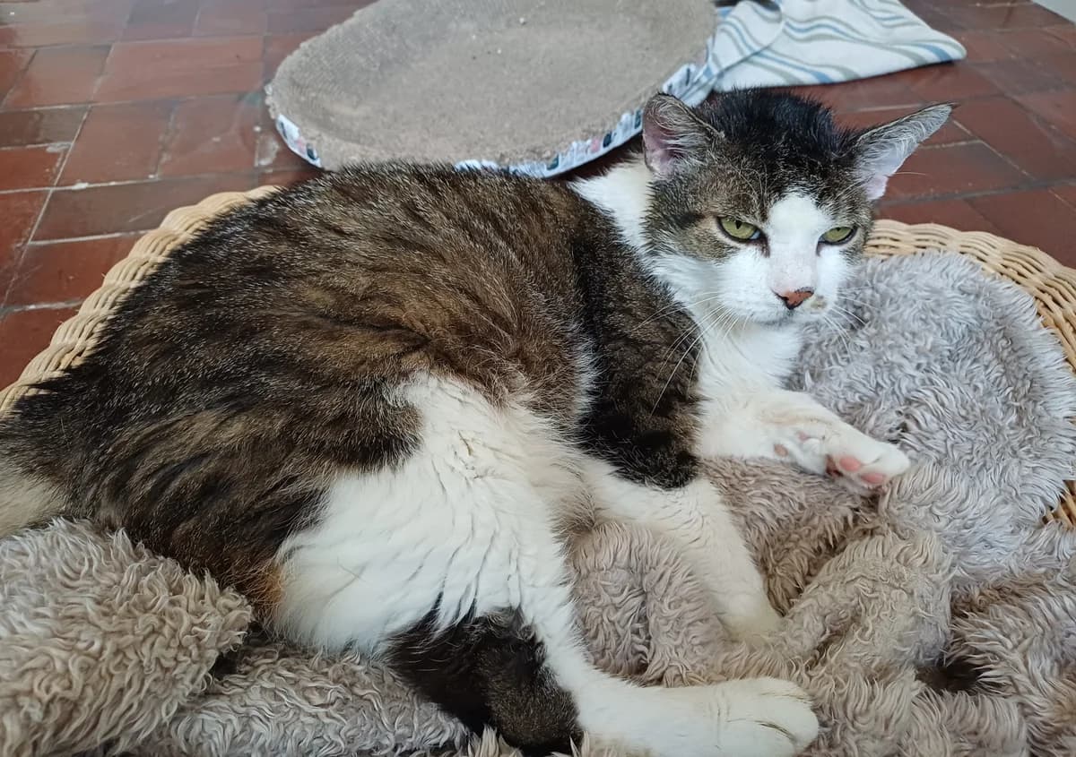 TRISTAN, male senior mixed breed for adoption at Katzenschutzbund, Brüggen-Bracht