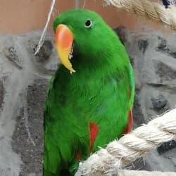 Manni, Mixed Breed (Tierhilfeverein Kellerranch)