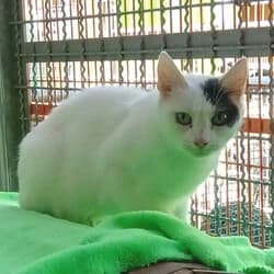 Manni,  Mixed Breed for adoption at Tierhilfeverein Kellerranch, Weiterstadt