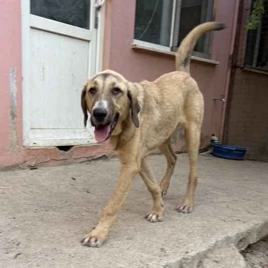 Avocado, male puppy Mixed Breed for adoption at Kitmir Tierhilfe Demirtas e.V.