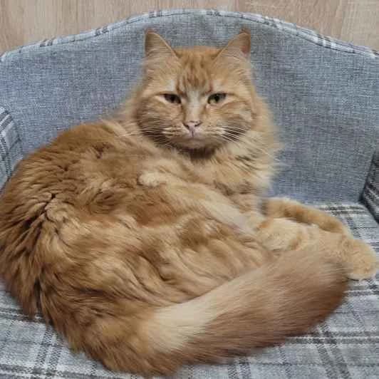 Billy (BehlΓΌl), male 5yo Mixed Breed for adoption at Kitmir Tierhilfe Demirtas e.V.