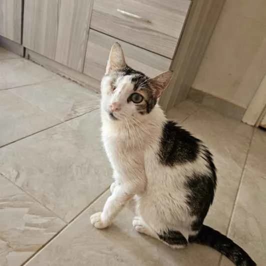 Finn, male Mixed Breed for adoption at Kitmir Tierhilfe Demirtas e.V.