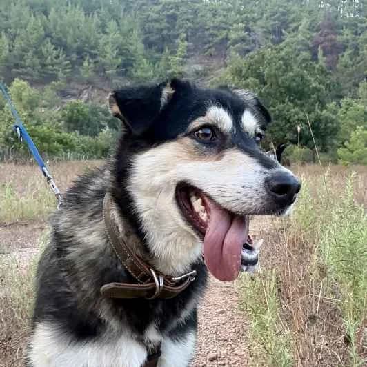 Mellie, female young Mixed Breed for adoption at Kitmir Tierhilfe Demirtas e.V.