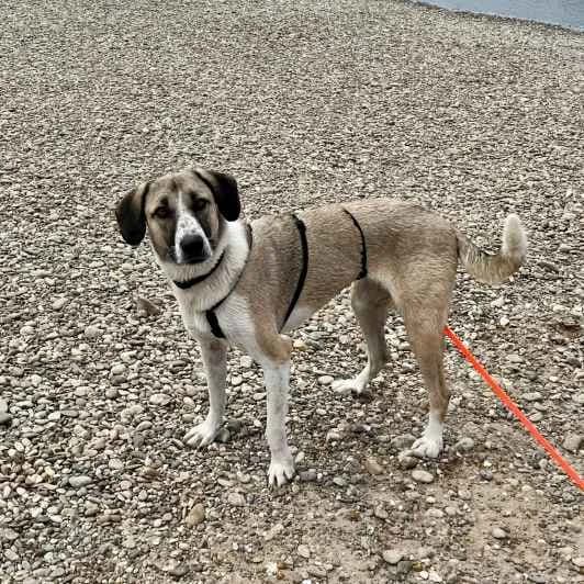 Nani, Mixed Breed (Kitmir Tierhilfe Demirtas e.V.)