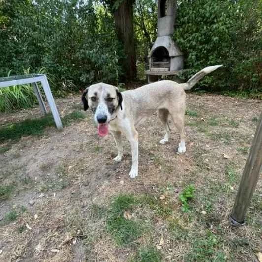 Nani, female young Mixed Breed for adoption at Kitmir Tierhilfe Demirtas e.V.