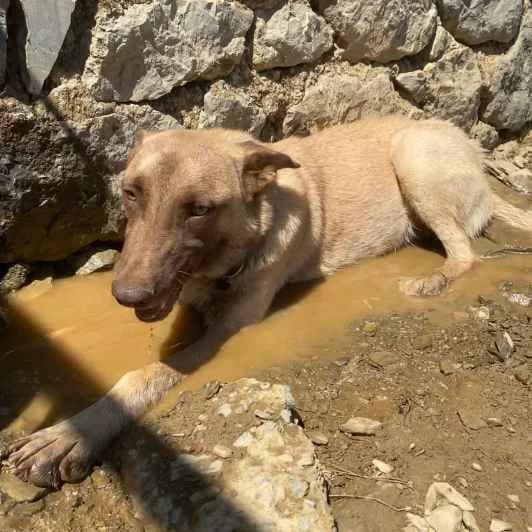 Sari, female young Mixed Breed for adoption at Kitmir Tierhilfe Demirtas e.V.