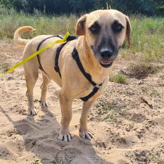 Silas, male 4yo Mixed Breed for adoption at Kitmir Tierhilfe Demirtas e.V.