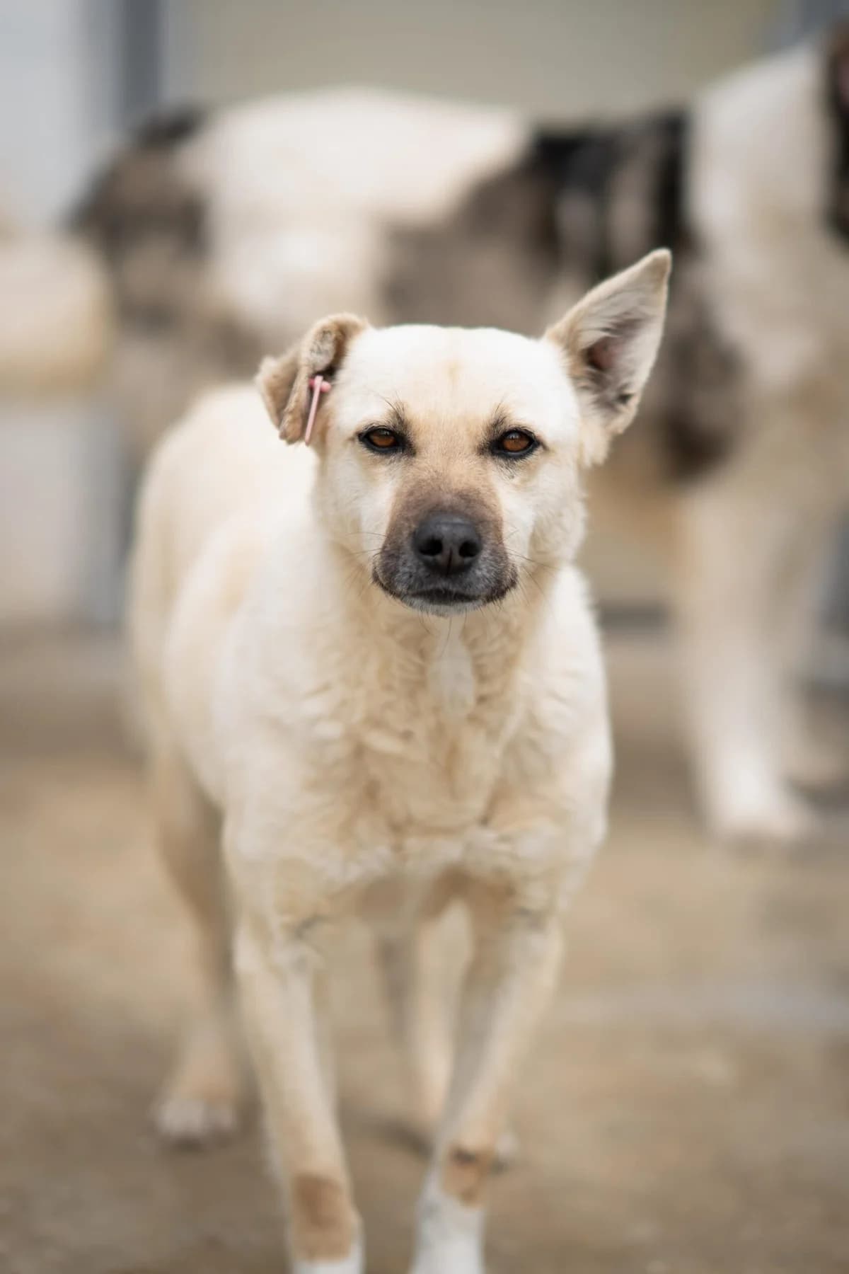 Mio, male puppy Mixed Breed for adoption at Kleine & große Pfoten e.V., Germany (national, Bulgaria rescue focus)