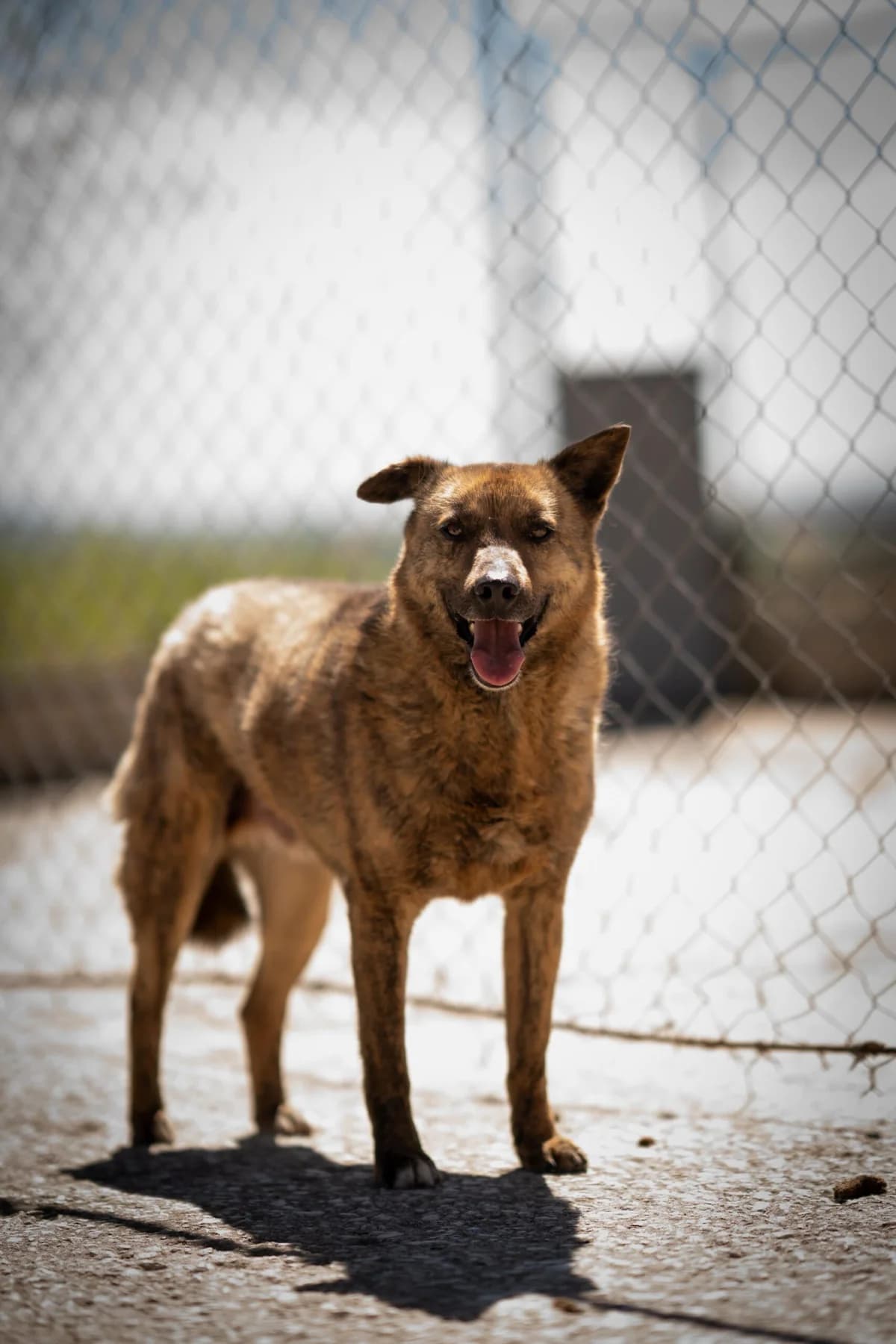 Tobiko, male 5yo Mixed Breed for adoption at Kleine & große Pfoten e.V., Germany (national, Bulgaria rescue focus)