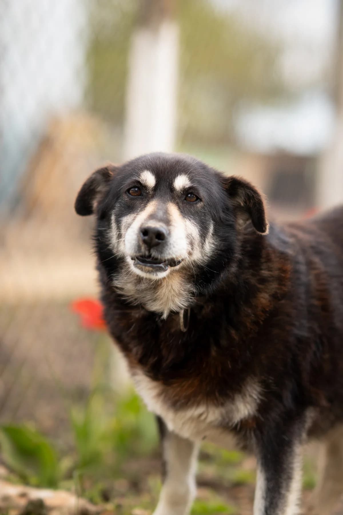 Inge, female senior Mixed Breed for adoption at Kleine & große Pfoten e.V., Germany (national, Bulgaria rescue focus)
