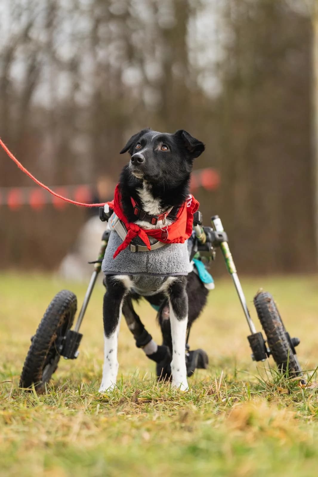 Harcos, female young Mixed Breed for adoption at Kleine & große Pfoten e.V., Germany (national, Bulgaria rescue focus)