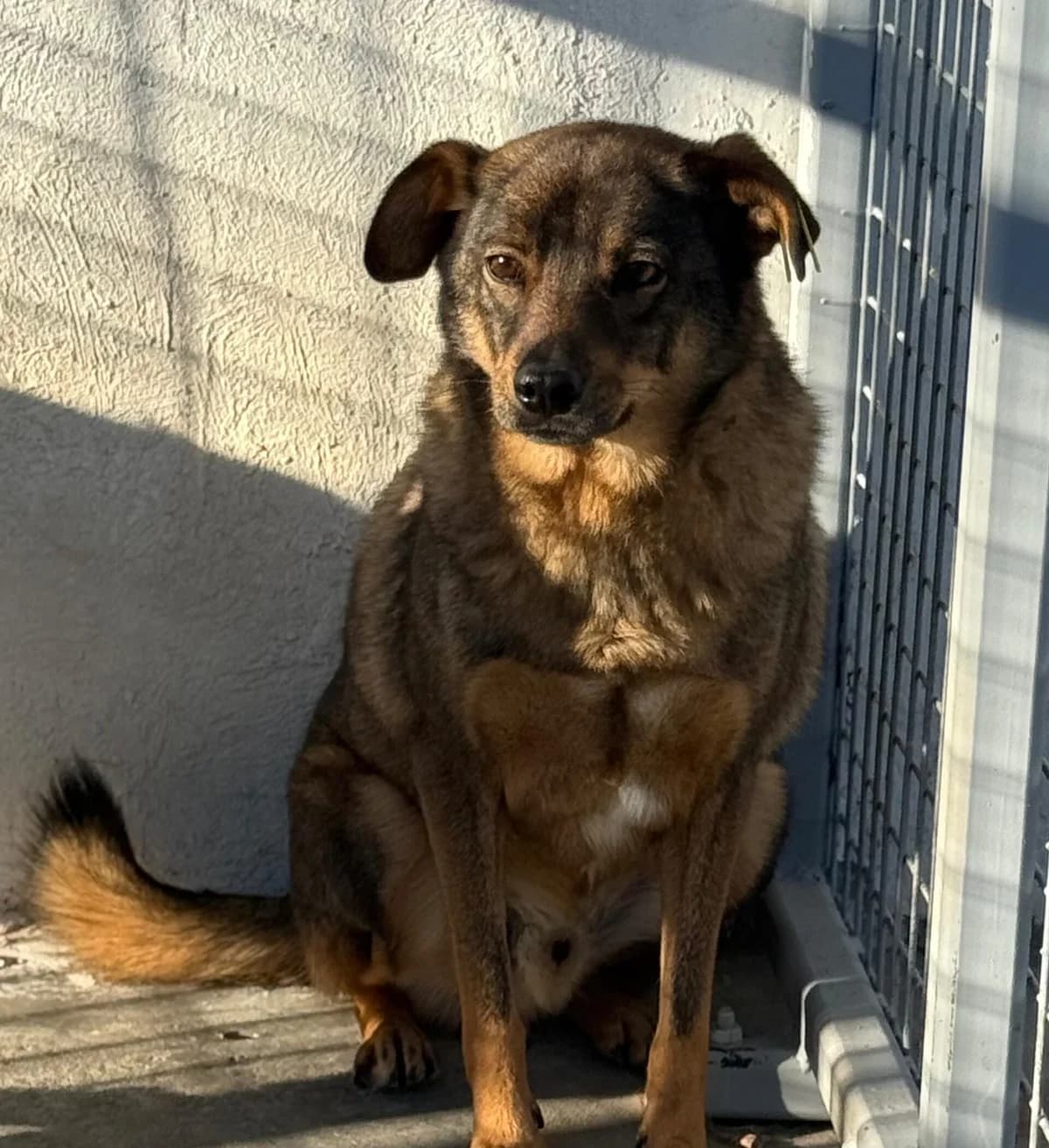 Ferdinand, male 6yo Mixed Breed for adoption at Kleine & große Pfoten e.V., Germany (national, Bulgaria rescue focus)