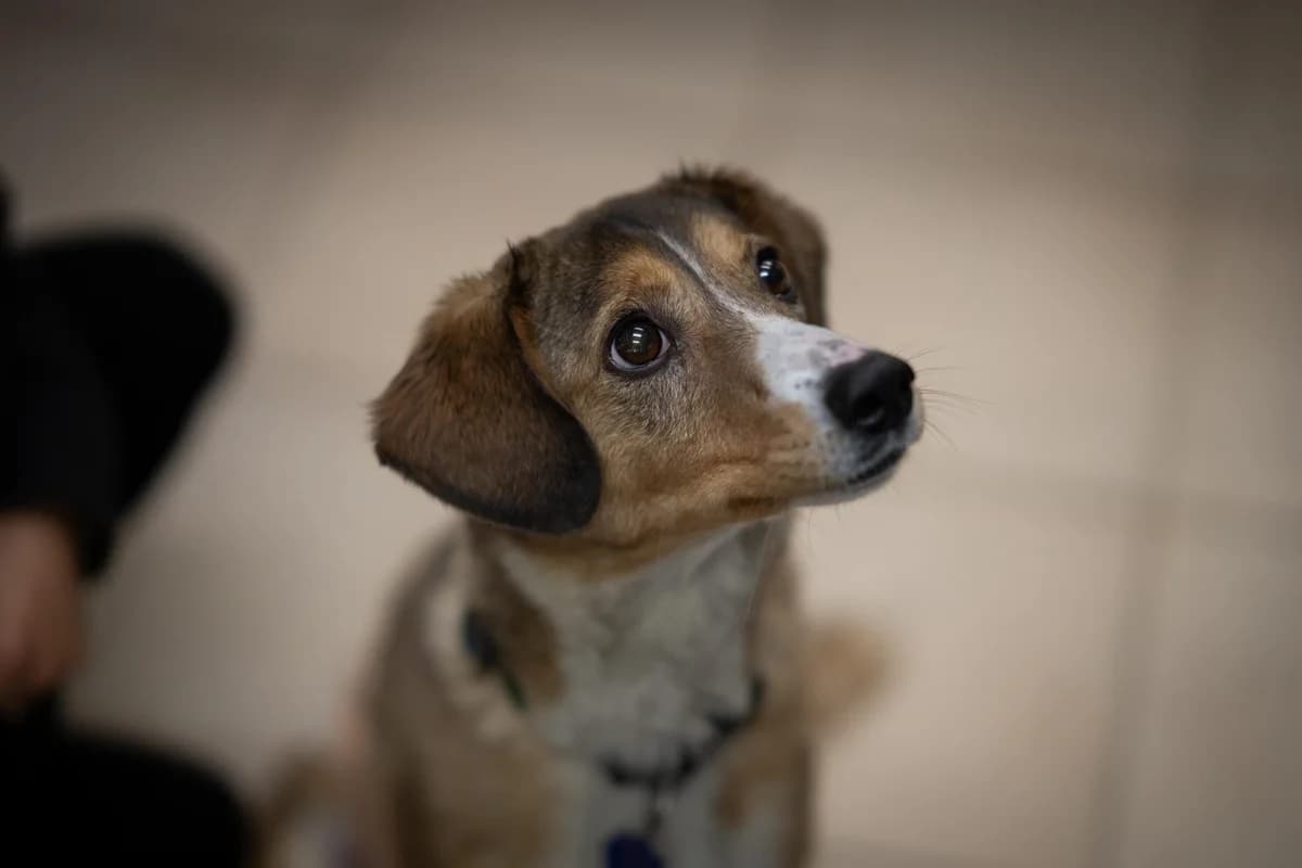 Wilma, female young Mixed Breed for adoption at Kleine & große Pfoten e.V., Germany (national, Bulgaria rescue focus)