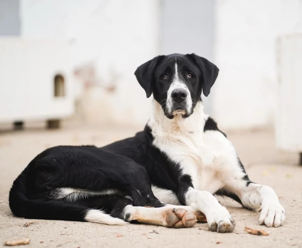Kuro, male young Mixed Breed for adoption at Kleine & große Pfoten e.V., Germany (national, Bulgaria rescue focus)