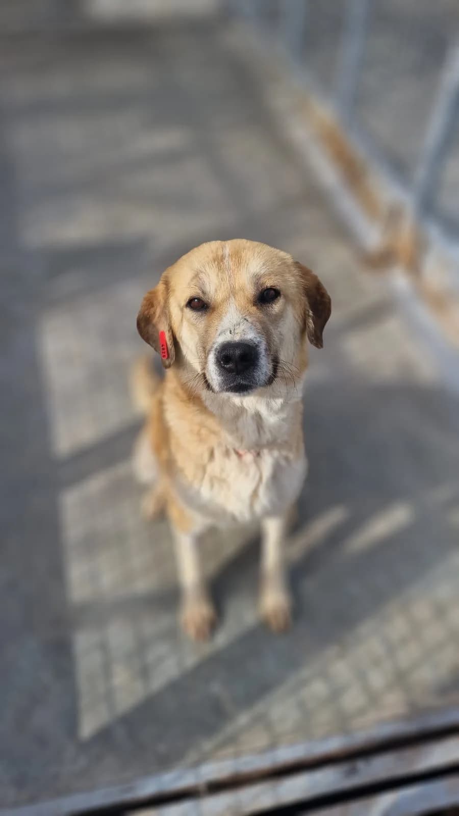 Asmara, female 5yo Mixed Breed for adoption at Kleine & große Pfoten e.V., Germany (national, Bulgaria rescue focus)