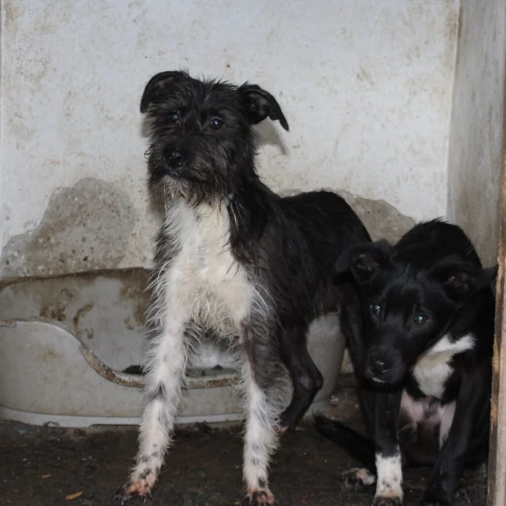 Snoopy, male puppy Mixed Breed for adoption at Kleine & große Pfoten e.V., Germany (national, Bulgaria rescue focus)