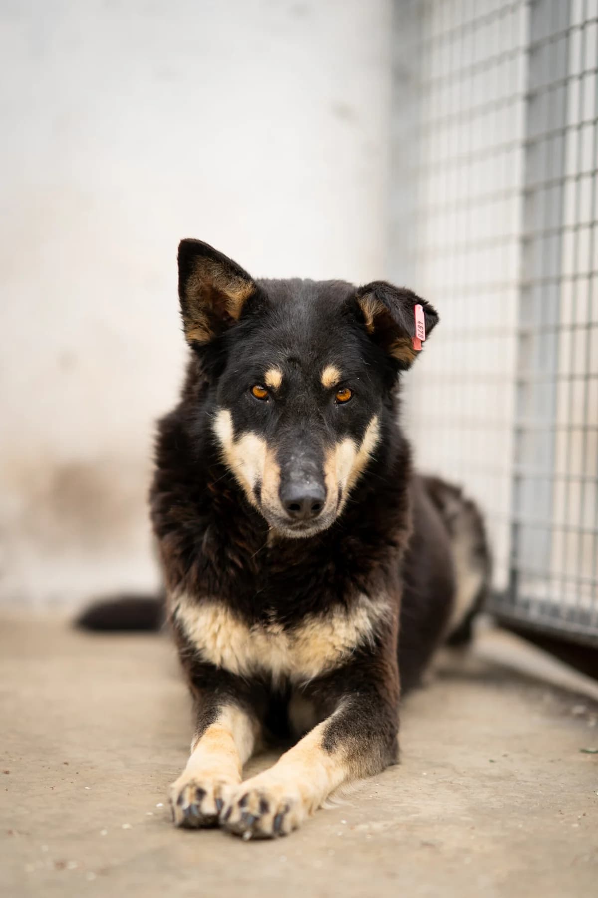 Jack, male puppy Mixed Breed for adoption at Kleine & große Pfoten e.V., Germany (national, Bulgaria rescue focus)