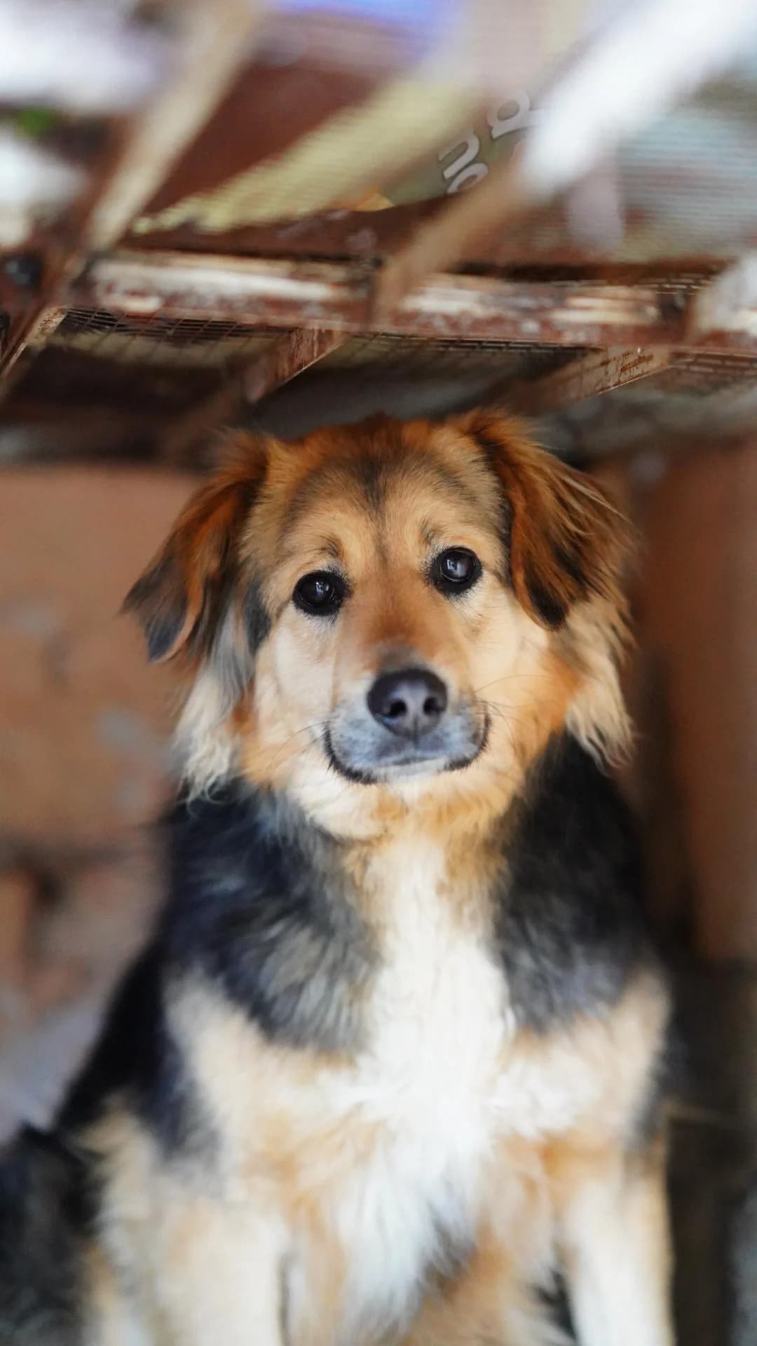 Vitani, female young Mixed Breed for adoption at Kleine & große Pfoten e.V., Germany (national, Bulgaria rescue focus)