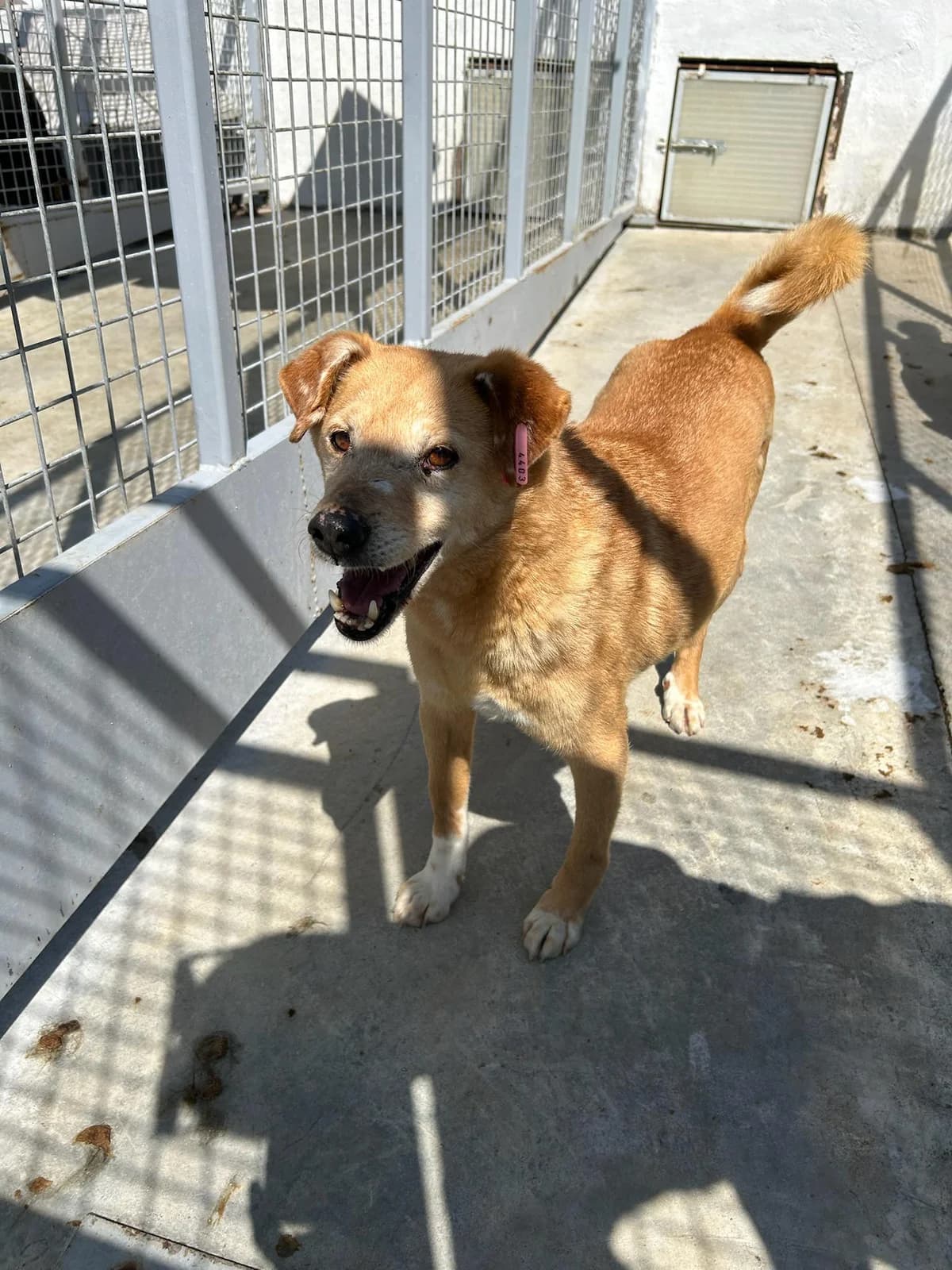 Yakari, male senior Mixed Breed for adoption at Kleine & große Pfoten e.V., Germany (national, Bulgaria rescue focus)