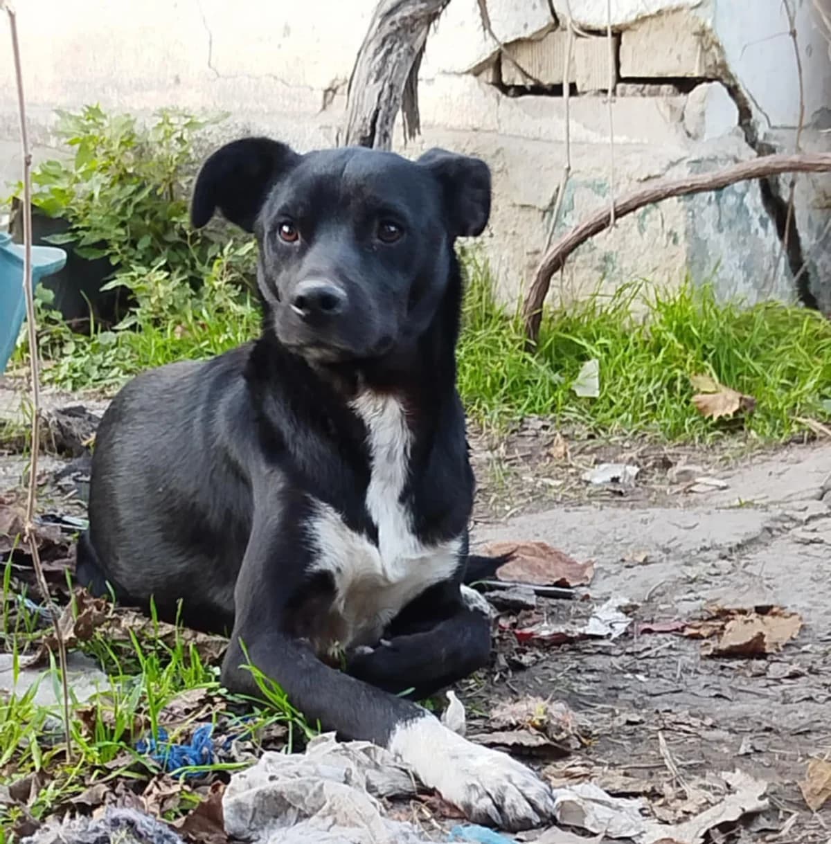 Hachiko, female young Mixed Breed for adoption at Kleine & große Pfoten e.V., Germany (national, Bulgaria rescue focus)