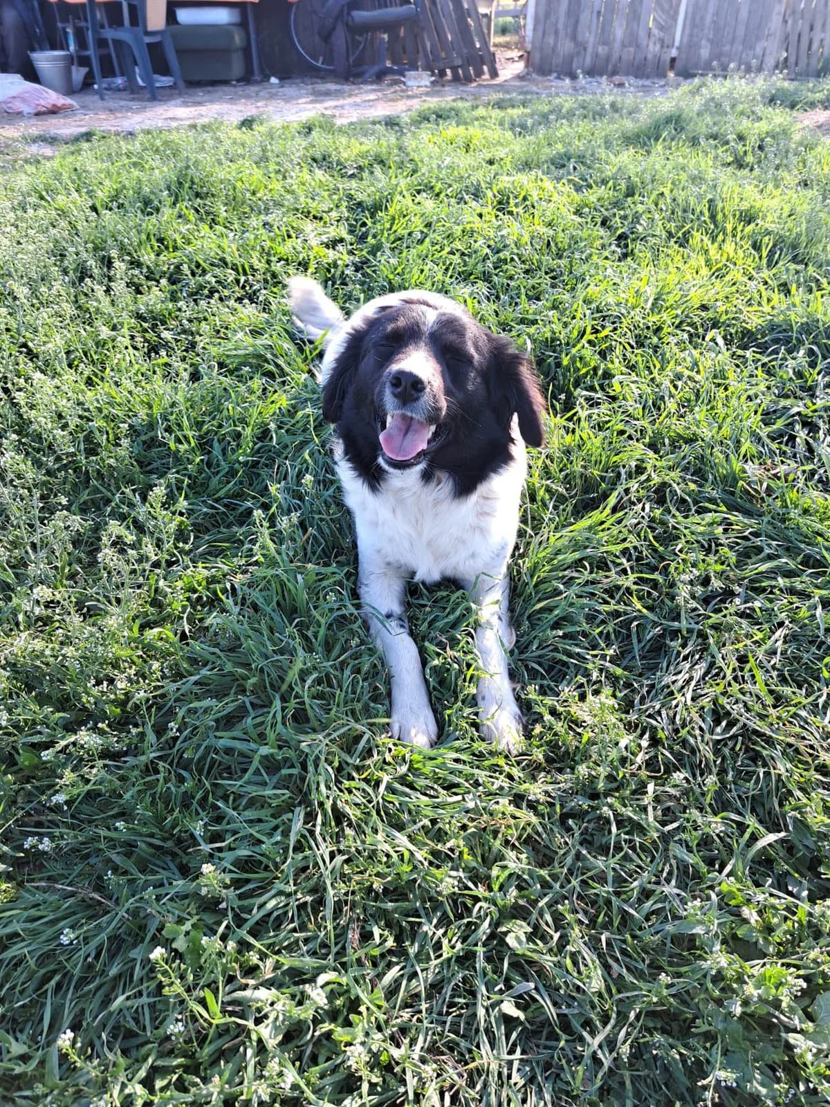 Mokka, female young Mixed Breed for adoption at Kleine & große Pfoten e.V., Germany (national, Bulgaria rescue focus)