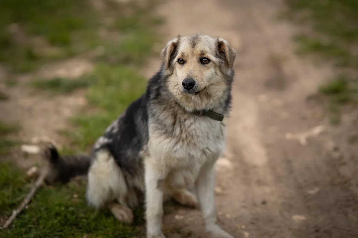 Rosa, female young Mixed Breed for adoption at Kleine & große Pfoten e.V., Germany (national, Bulgaria rescue focus)