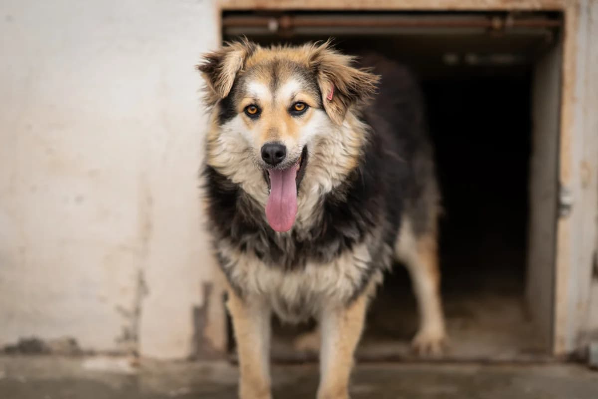 Hermine, female young Mixed Breed for adoption at Kleine & große Pfoten e.V., Germany (national, Bulgaria rescue focus)