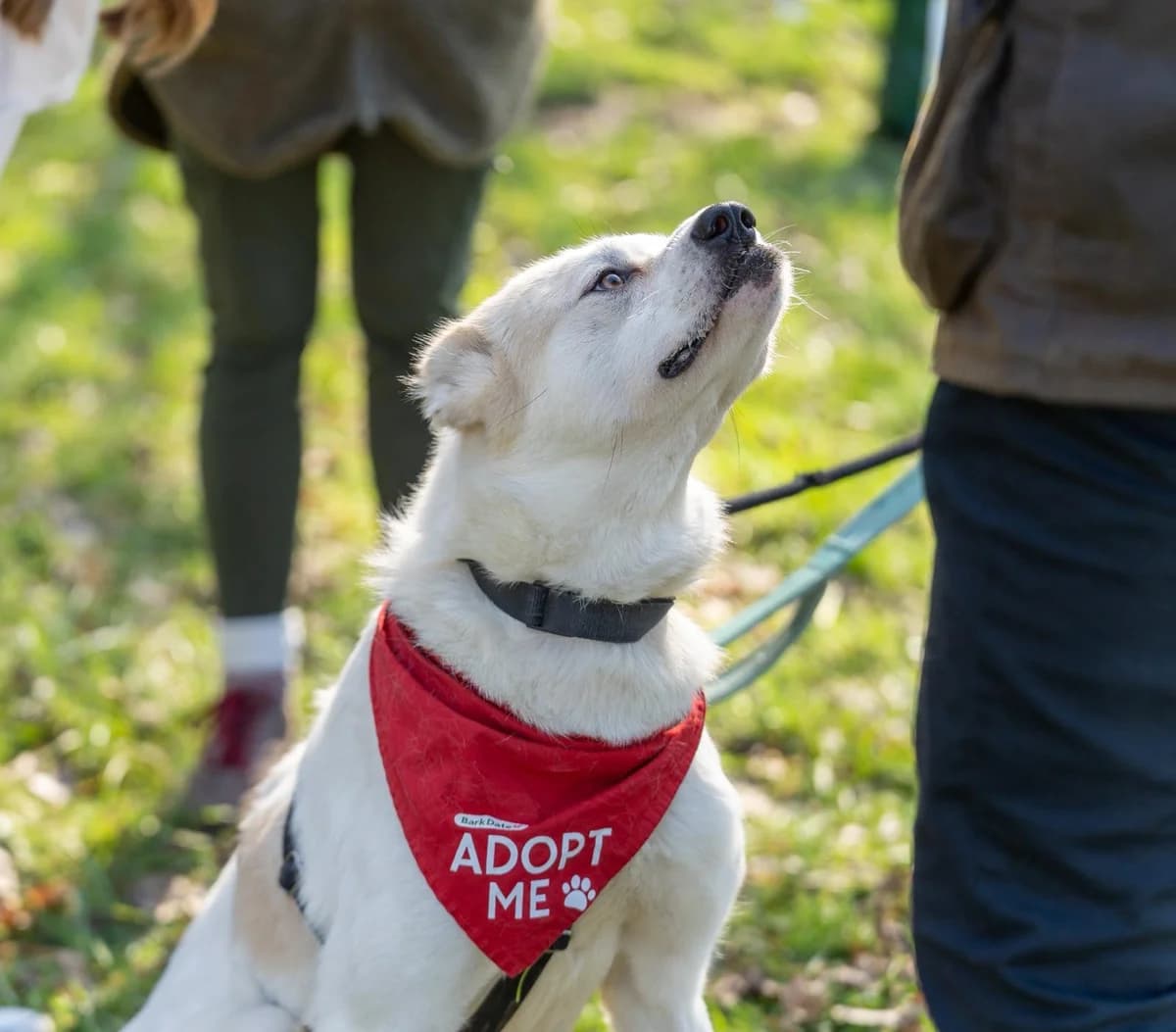 Bela, female young Mixed Breed for adoption at Kleine & große Pfoten e.V., Germany (national, Bulgaria rescue focus)