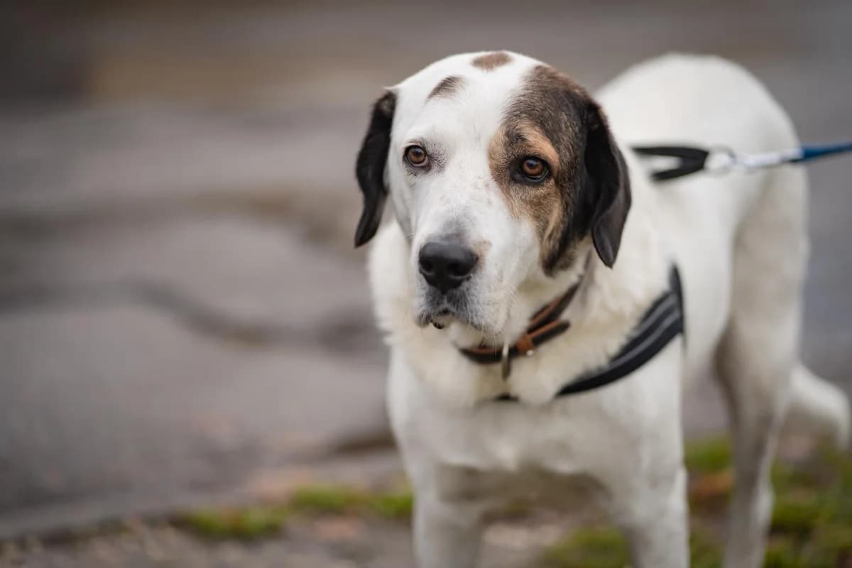 Bootsmann, male 5yo Mixed Breed for adoption at Kleine & große Pfoten e.V., Germany (national, Bulgaria rescue focus)