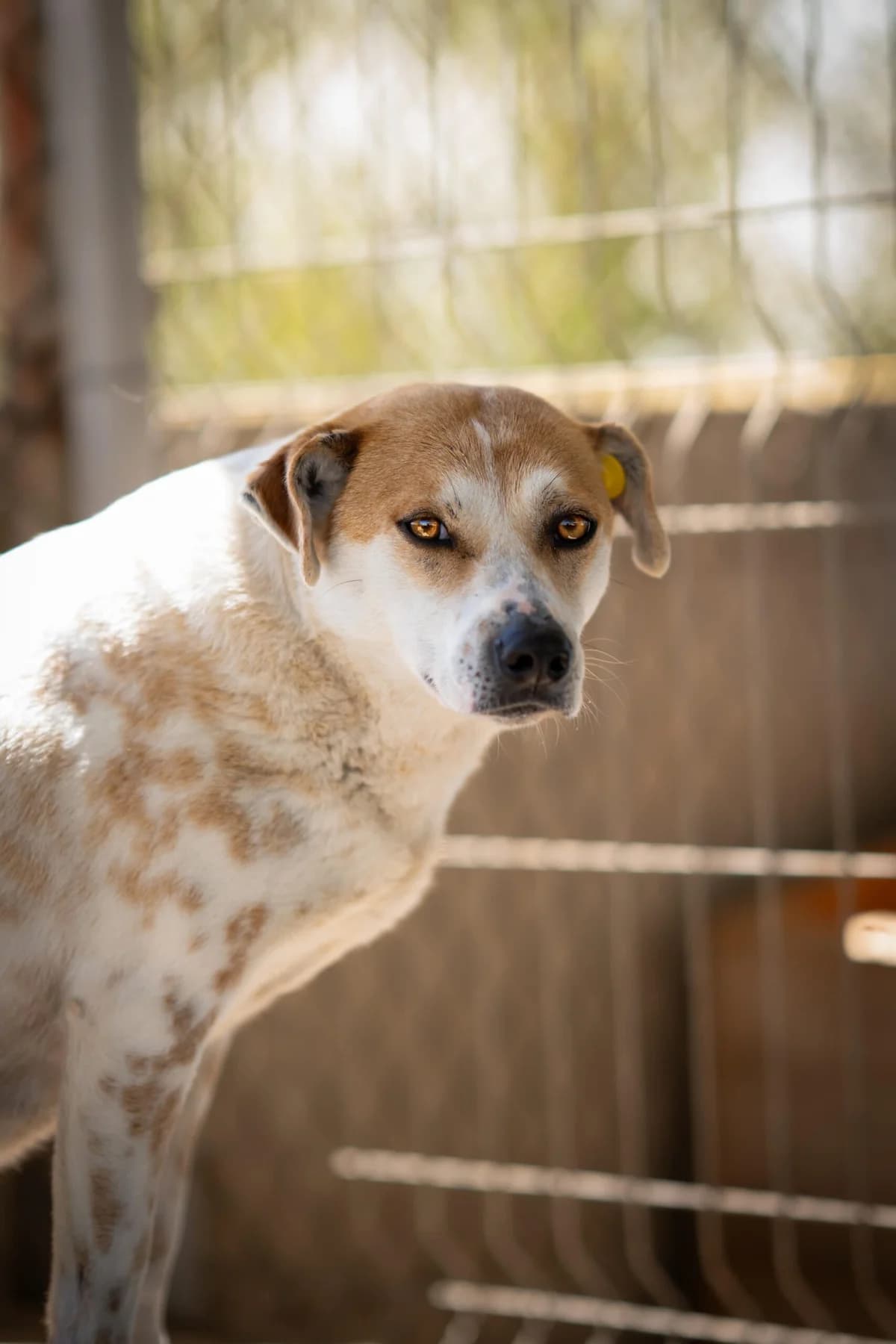 Garlic, male 4yo Mixed Breed for adoption at Kleine & große Pfoten e.V., Germany (national, Bulgaria rescue focus)