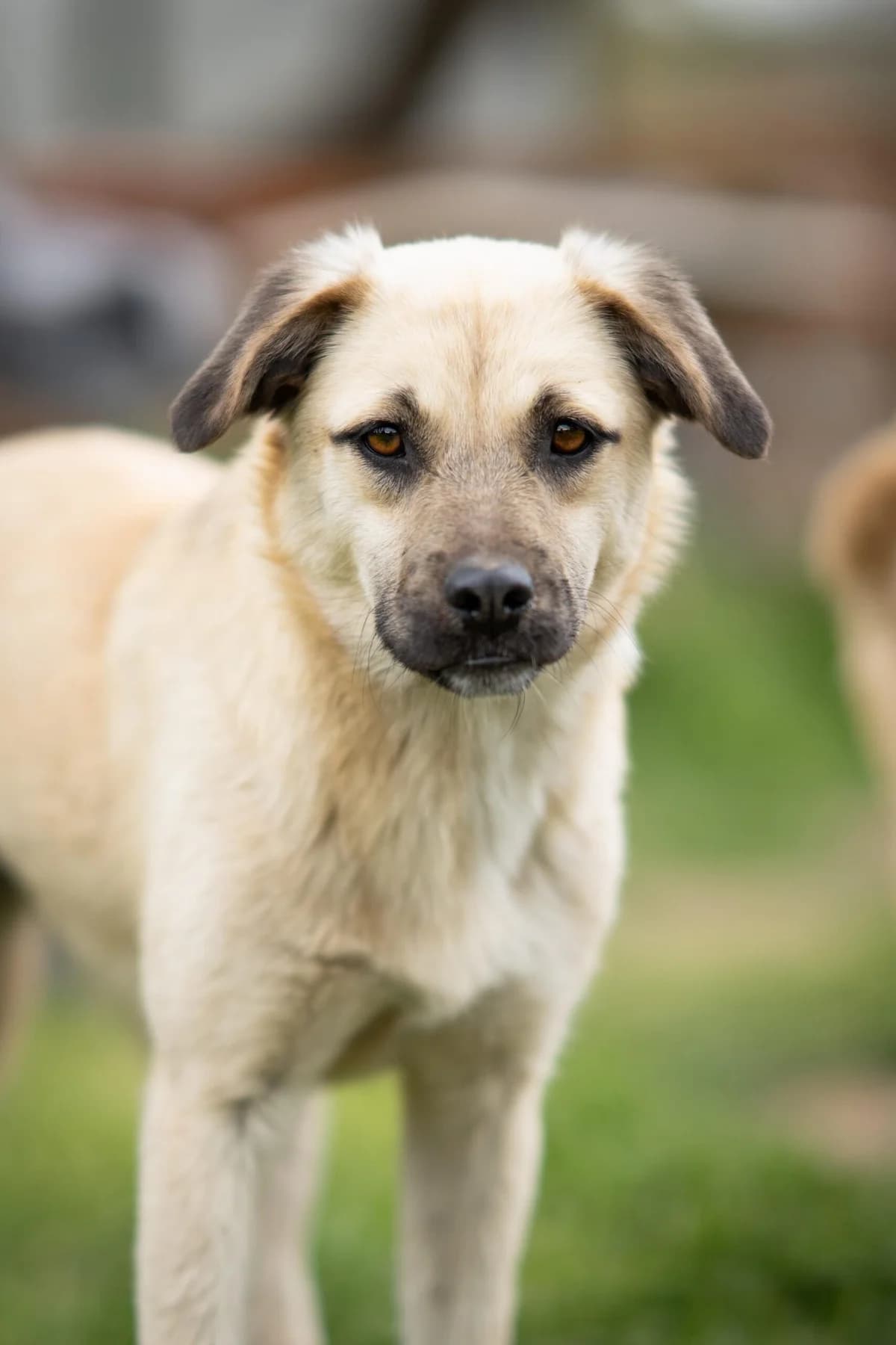 Fina, female young Mixed Breed for adoption at Kleine & große Pfoten e.V., Germany (national, Bulgaria rescue focus)