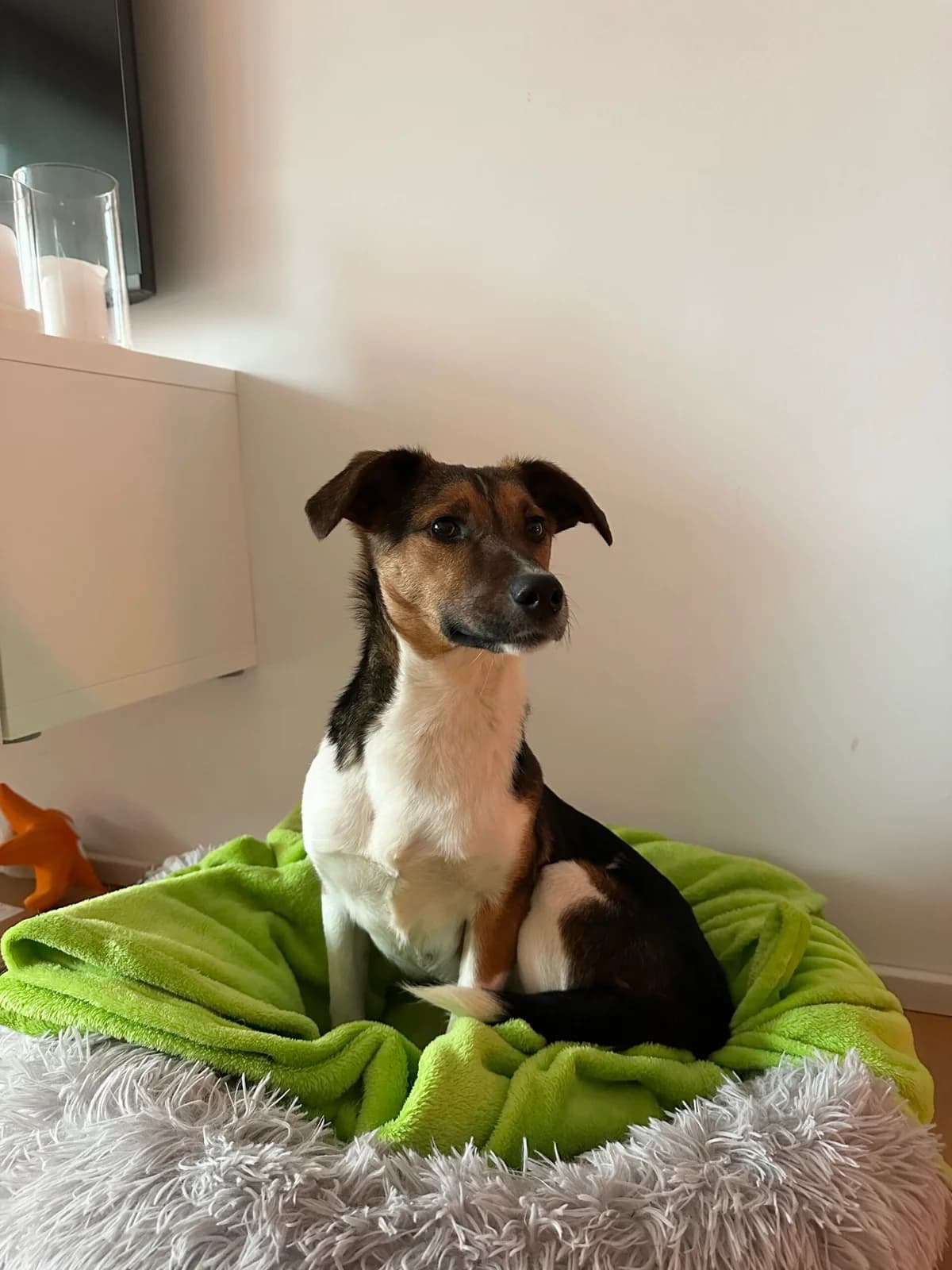 Daiquiri, female young Mixed Breed for adoption at Kleine & große Pfoten e.V., Germany (national, Bulgaria rescue focus)